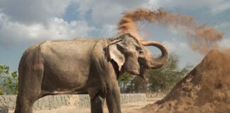 The Impact of Anant Ambani’s Vantara on Wildlife Rehabilitation Vantara