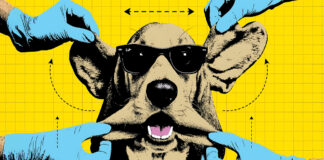 Hollywood’s Newest Obsession: Celebrity Dogs Getting a Lot of Plastic Surgery Celebrity Dogs Getting a Lot of Plastic Surgery