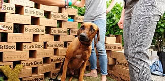 BarkBox Dogs Direct Viral Christmas Ad “Merry Chaos” BarkBox Dogs